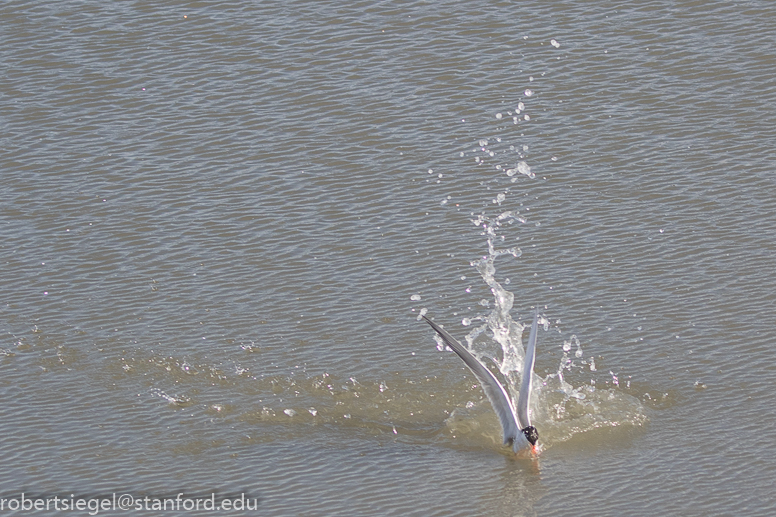 palo alto baylands